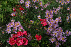 Chrysanthemum 'Clara Curtis' (21d)