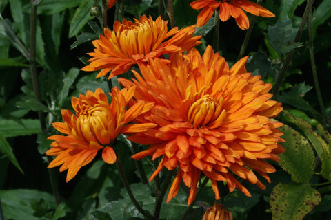 Chrysanthemum 'Dixter Orange'