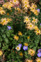 Chrysanthemum 'Mary Stoker' (21d)