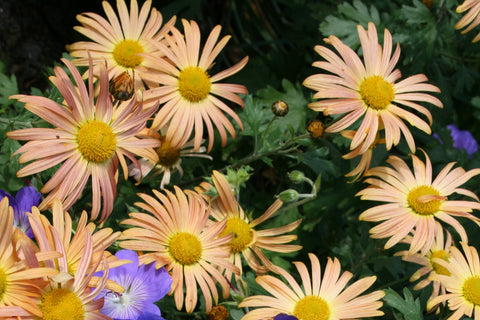 Chrysanthemum 'Mary Stoker' (21d)