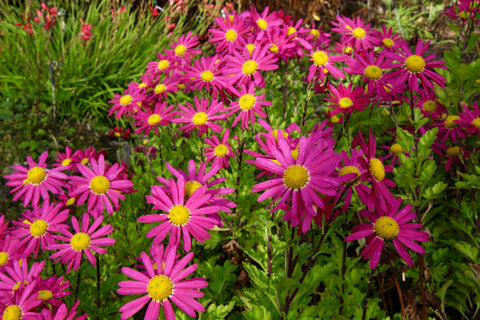 Chrysanthemum 'Mrs Jessie Cooper' (21d)