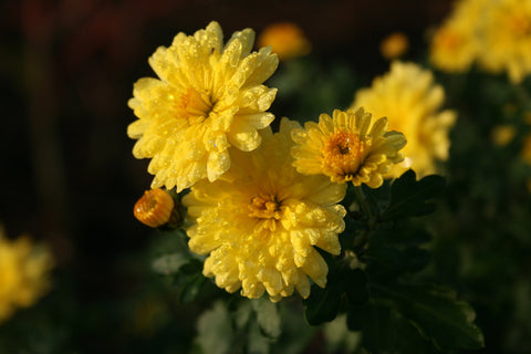 Chrysanthemum 'Nantyderry Sunshine'