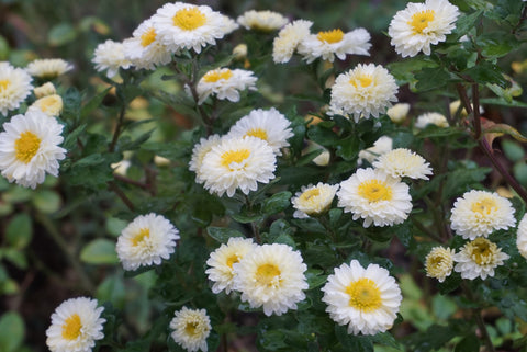 Chrysanthemum 'Poesie'