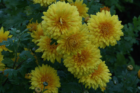 Chrysanthemum 'Spartan Canary'