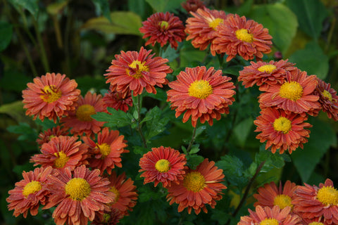 Chrysanthemum 'Spartan Linnet'