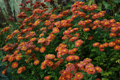 Chrysanthemum 'Spartan Linnet'