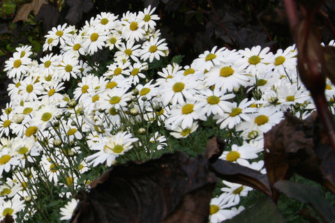 Chrysanthemum 'Stella'