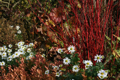 Chrysanthemum 'Stella'