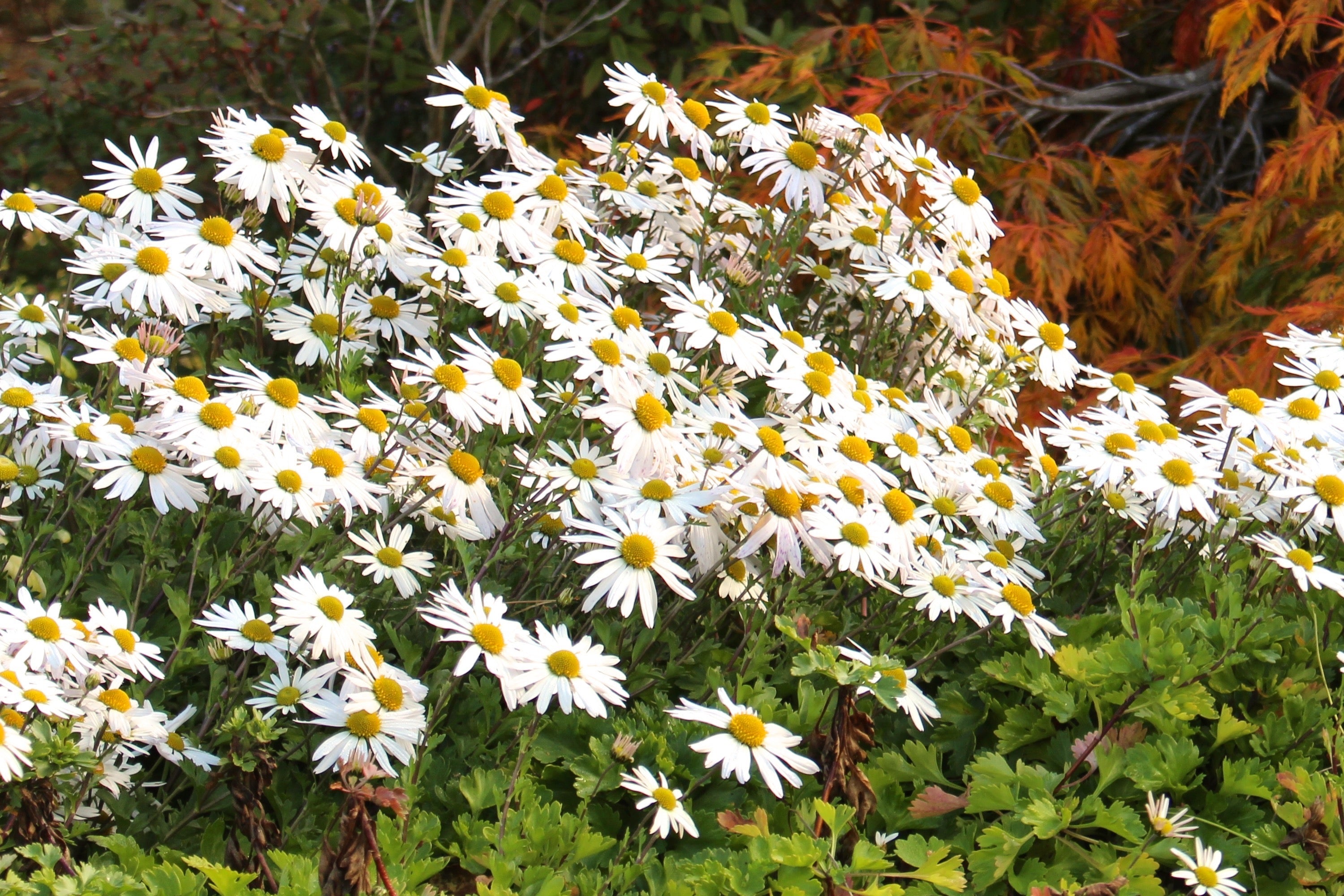 Chrysanthemum zawadskii Ballyrobert Gardens