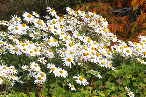 Chrysanthemum zawadskii