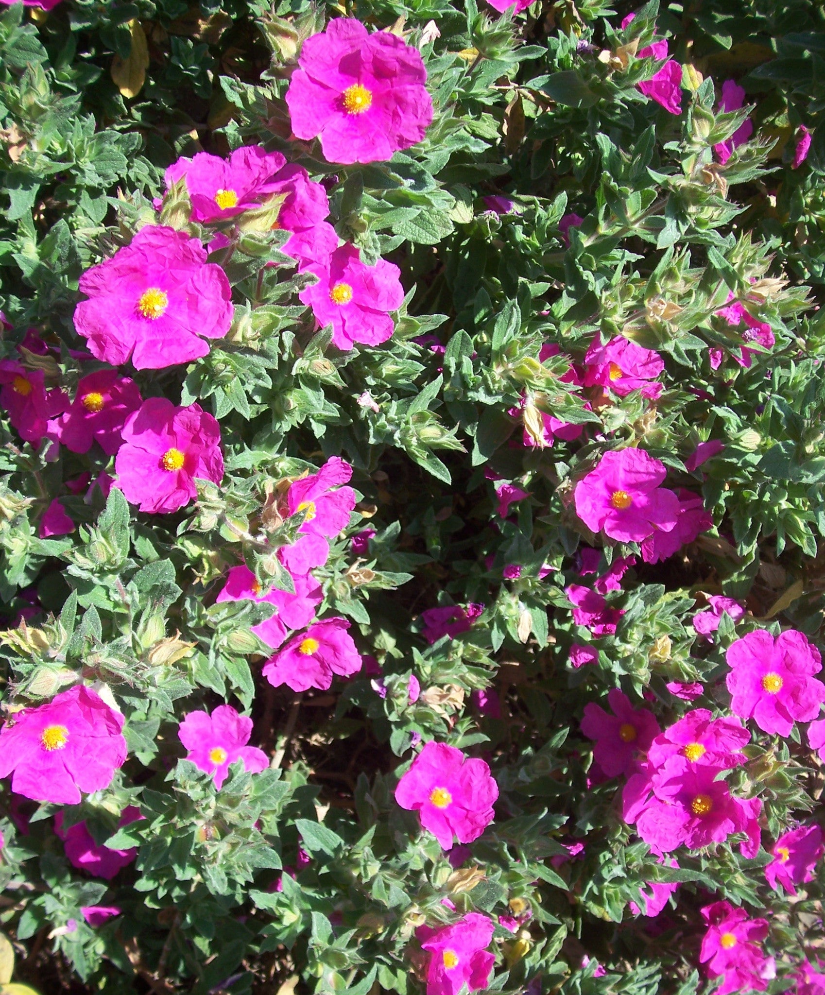 Cistus x pulverulentus 'Sunset' Ballyrobert Gardens