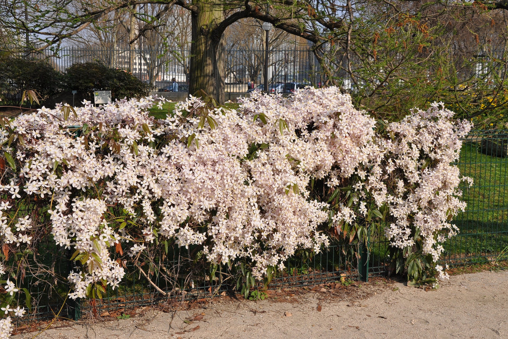 Clematis apple outlet blossom