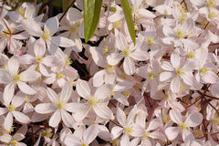 Clematis 'Apple Blossom' (Ar)
