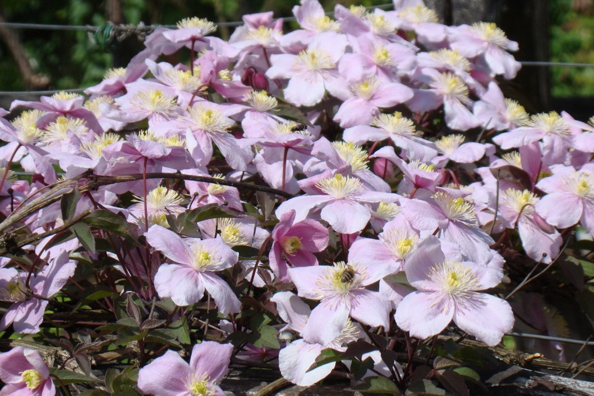 Clematis Montana 'Mayleen' Plant - Fast Growing Scented Pink Climber, 1 X 7cm Potted, Hardy Perennial