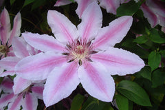 Clematis 'Nelly Moser' (EL)