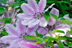 Clematis 'Nelly Moser' (EL)