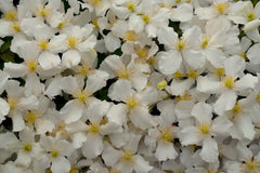 Clematis montana var. grandiflora (M)