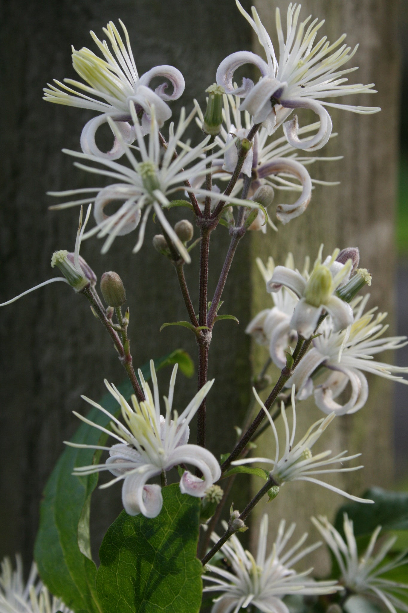 Clematis 'Praecox' (H) Ballyrobert Gardens