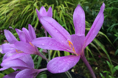 Colchicum 'Lilac Wonder'
