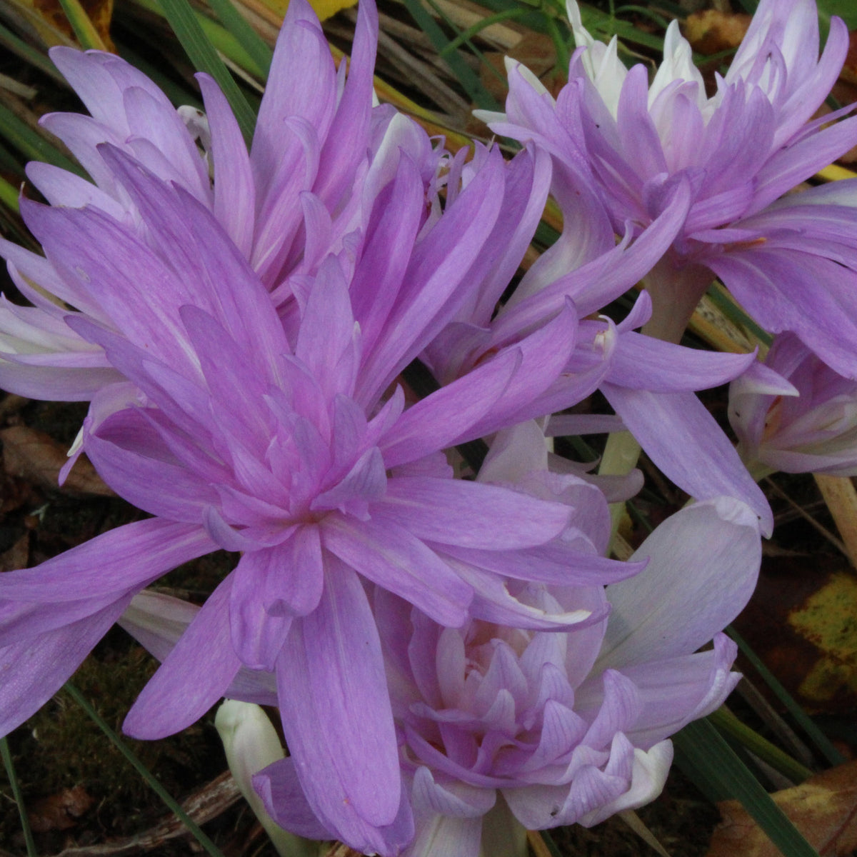 Colchicum Waterlily d Ballyrobert Gardens colchicum-waterlily-d-ballyrobert-gardens