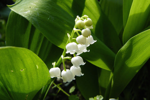 Convallaria majalis