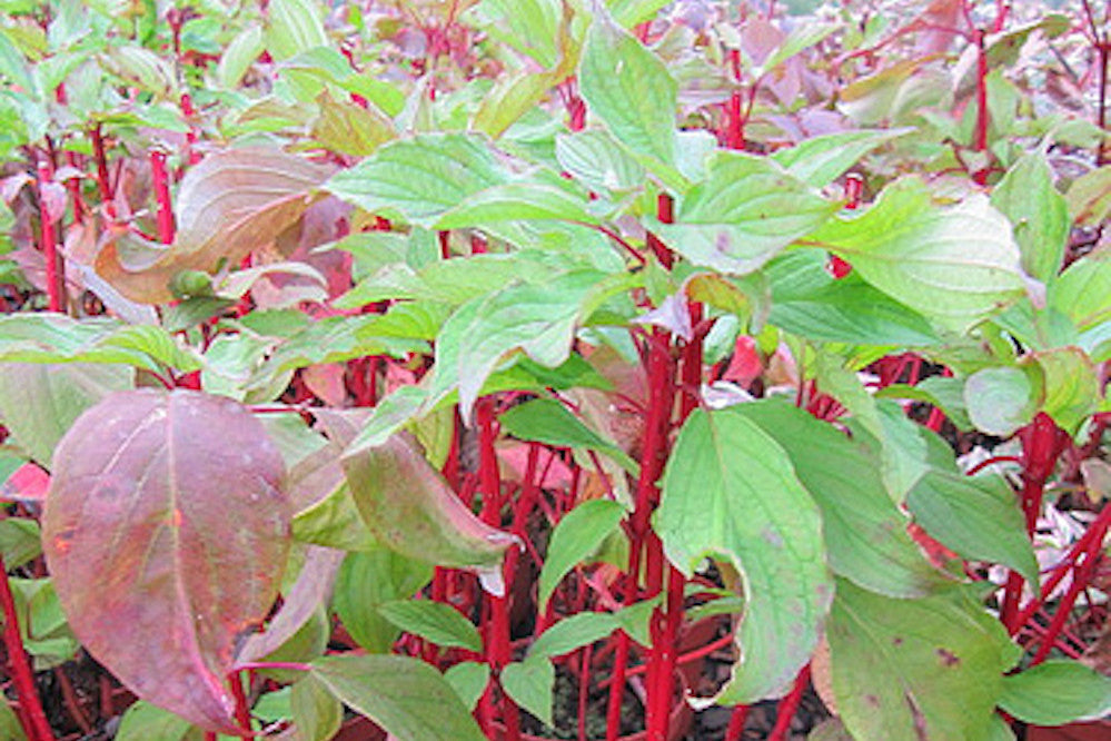 Cornus alba BATON ROUGE 'Minbat' Ballyrobert Gardens
