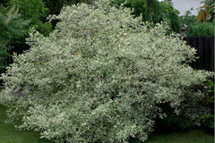 Cornus alba 'Elegantissima' (v)