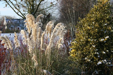 Cortaderia selloana 'Pumila'