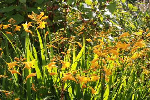 Crocosmia [Jenny Bloom] = 'Blacro'