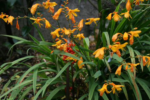 Crocosmia x crocosmiiflora 'Lady Hamilton'