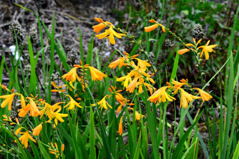 Crocosmia x crocosmiiflora (Lemoine) N.e. Br. 'George Davison' Davison