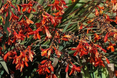 Crocosmia x crocosmiiflora 'Saracen'