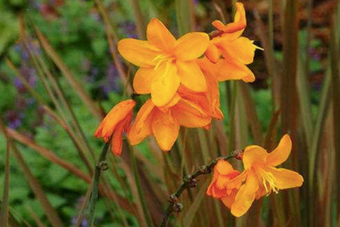 Crocosmia x crocosmiiflora 'Twilight Fairy Gold'