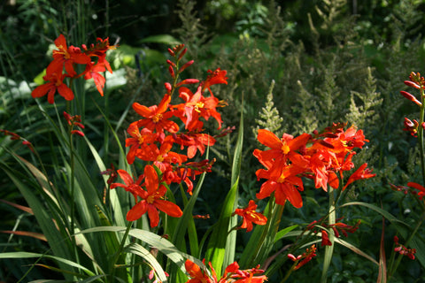 Crocosmia x crocosmiiflora 'Zeal Tan'