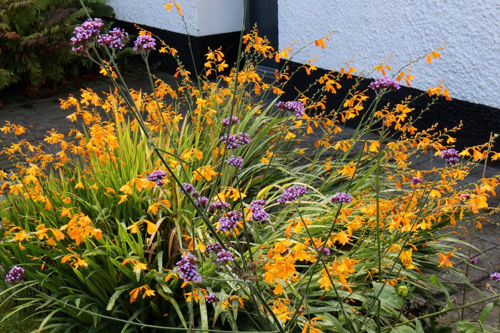 Crocosmia x crocosmiiflora 'Lady Hamilton' Ballyrobert Gardens