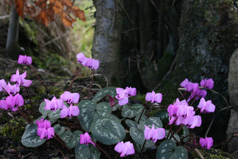 Cyclamen coum subsp. coum f. coum 'Roseum'