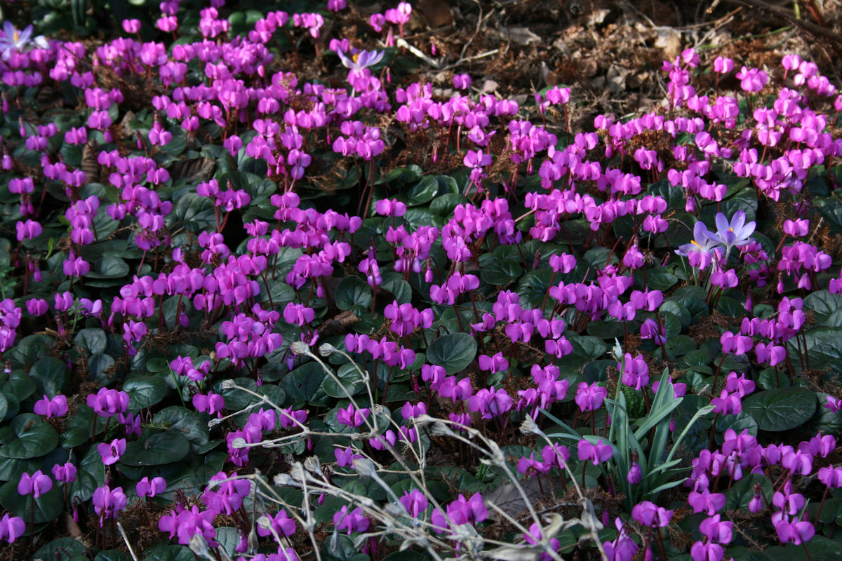 Cyclamen coum – Ballyrobert Gardens