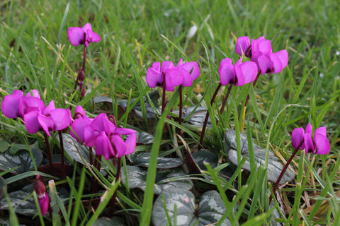 Cyclamen coum 'Rubrum'