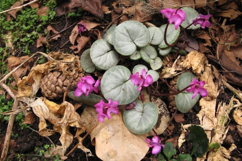 Cyclamen coum subsp. coum f. coum Pewter Group