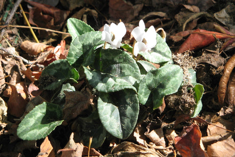 Cyclamen hederifolium 'Amaze Me' (White)