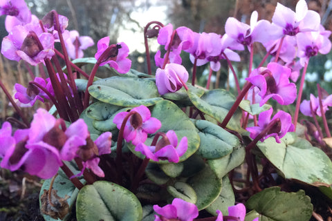 Cyclamen hederifolium (Silver-leaved Group) 'Silver Leaf Pink'