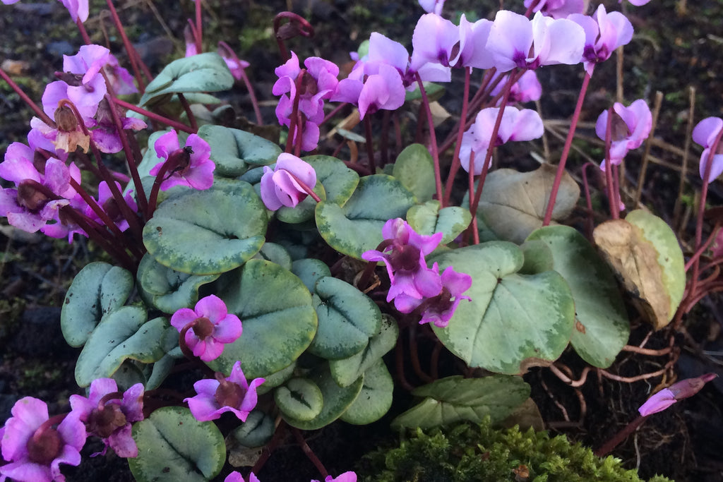 Cyclamen hederifolium (Silverleaved Group) 'Silver Leaf Pink