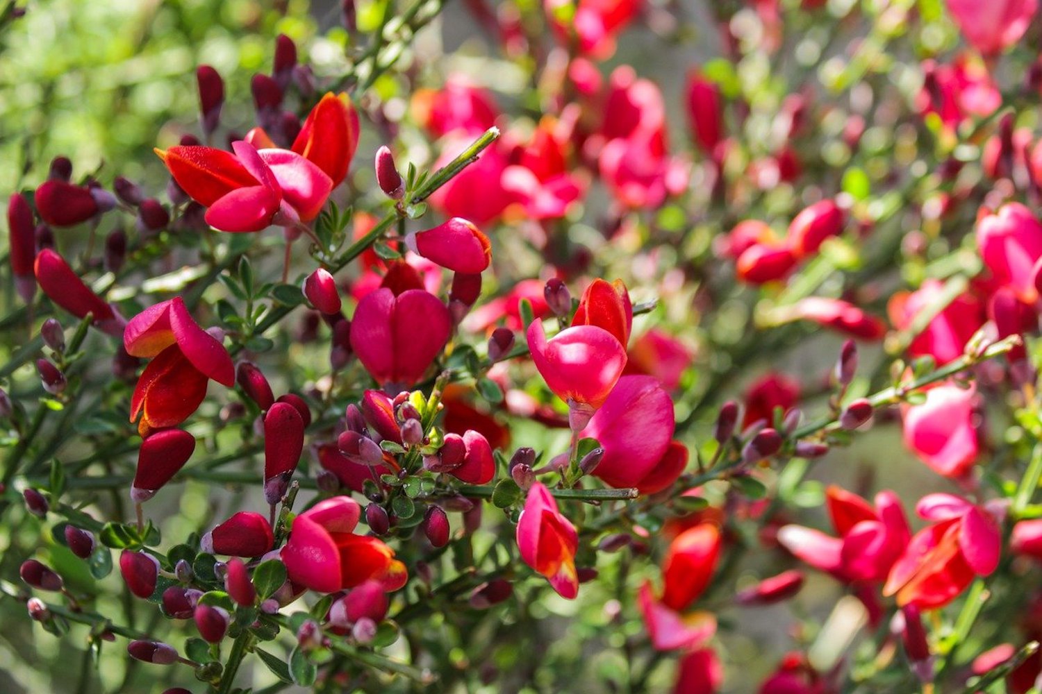 Cytisus x boskoopii 'Boskoop Ruby' – Ballyrobert Gardens
