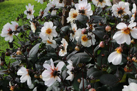 Dahlia 'Bishop of Dover' (Sin)