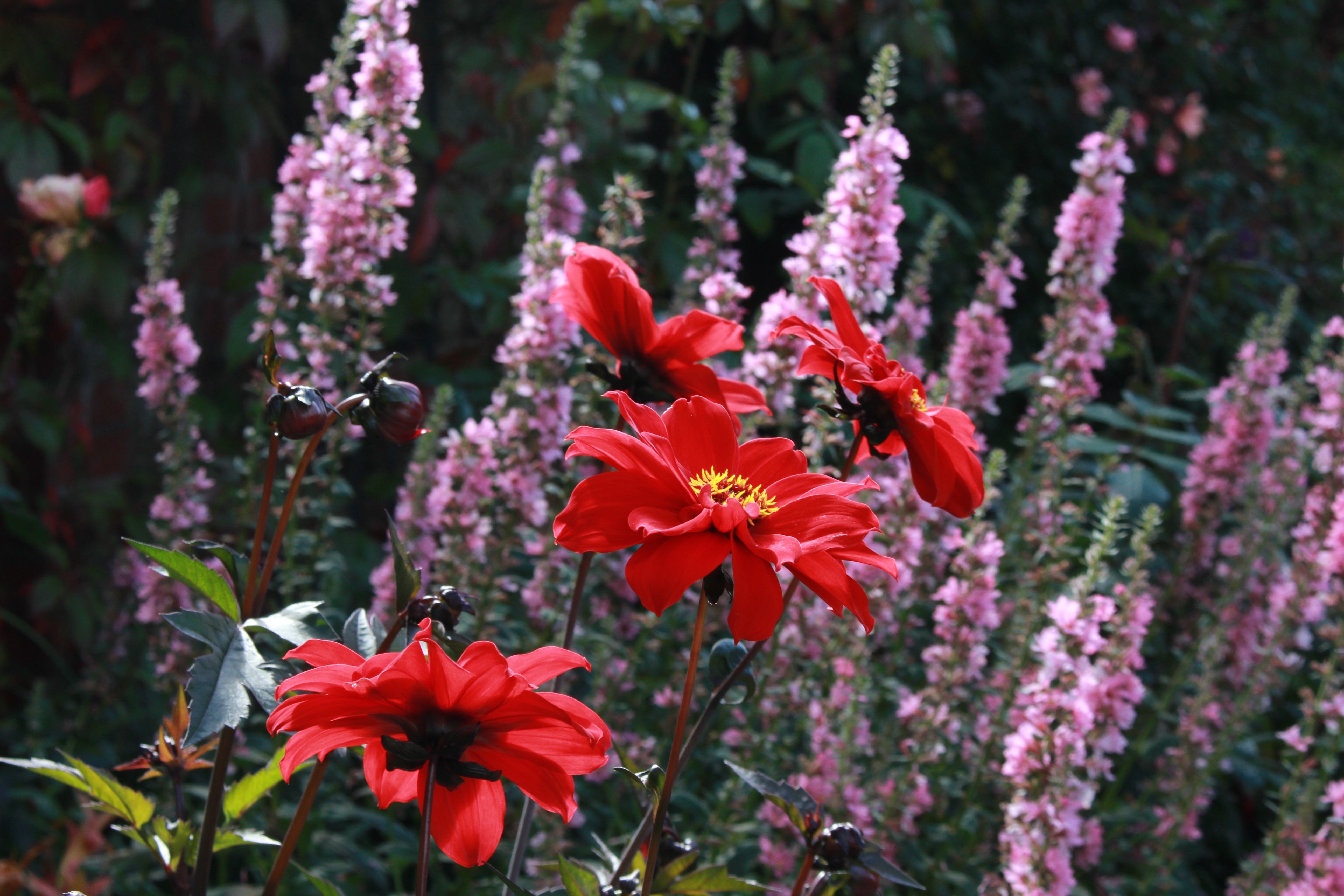 dahlia bishop of llandaff seeds Dahlia 'Bishop of Llandaff' (P) – Ballyrobert Gardens