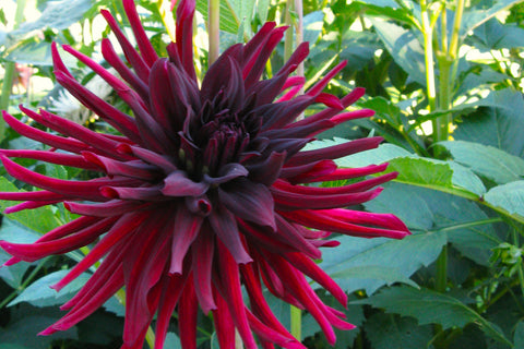 Dahlia 'Chat Noir' (S-c)