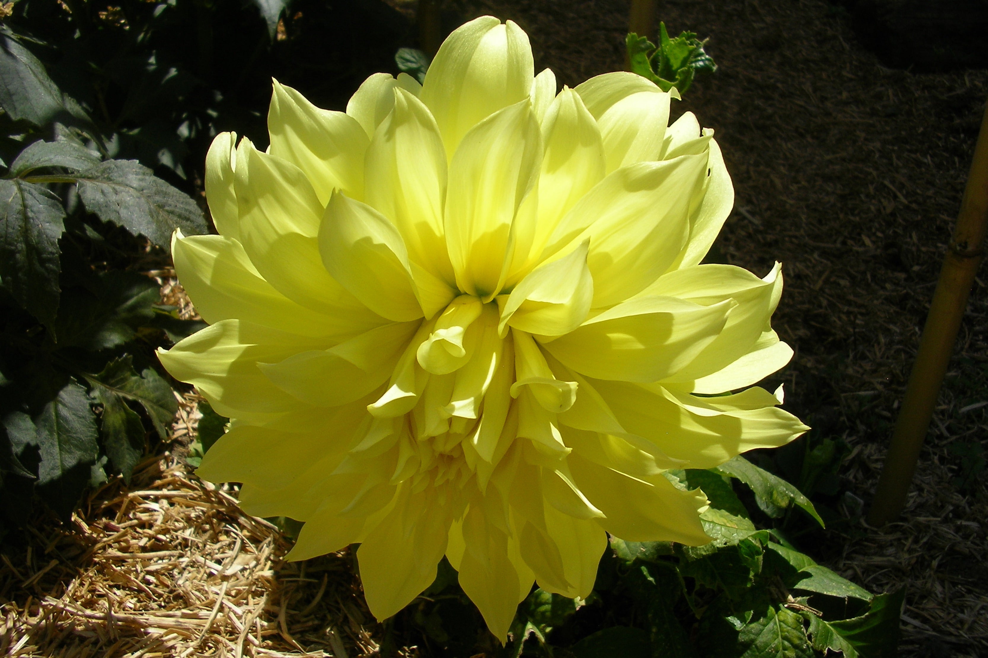 Dahlia 'Kelvin Floodlight' (D) Ballyrobert Gardens