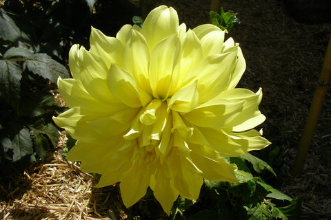 Dahlia 'Kelvin Floodlight' (D)