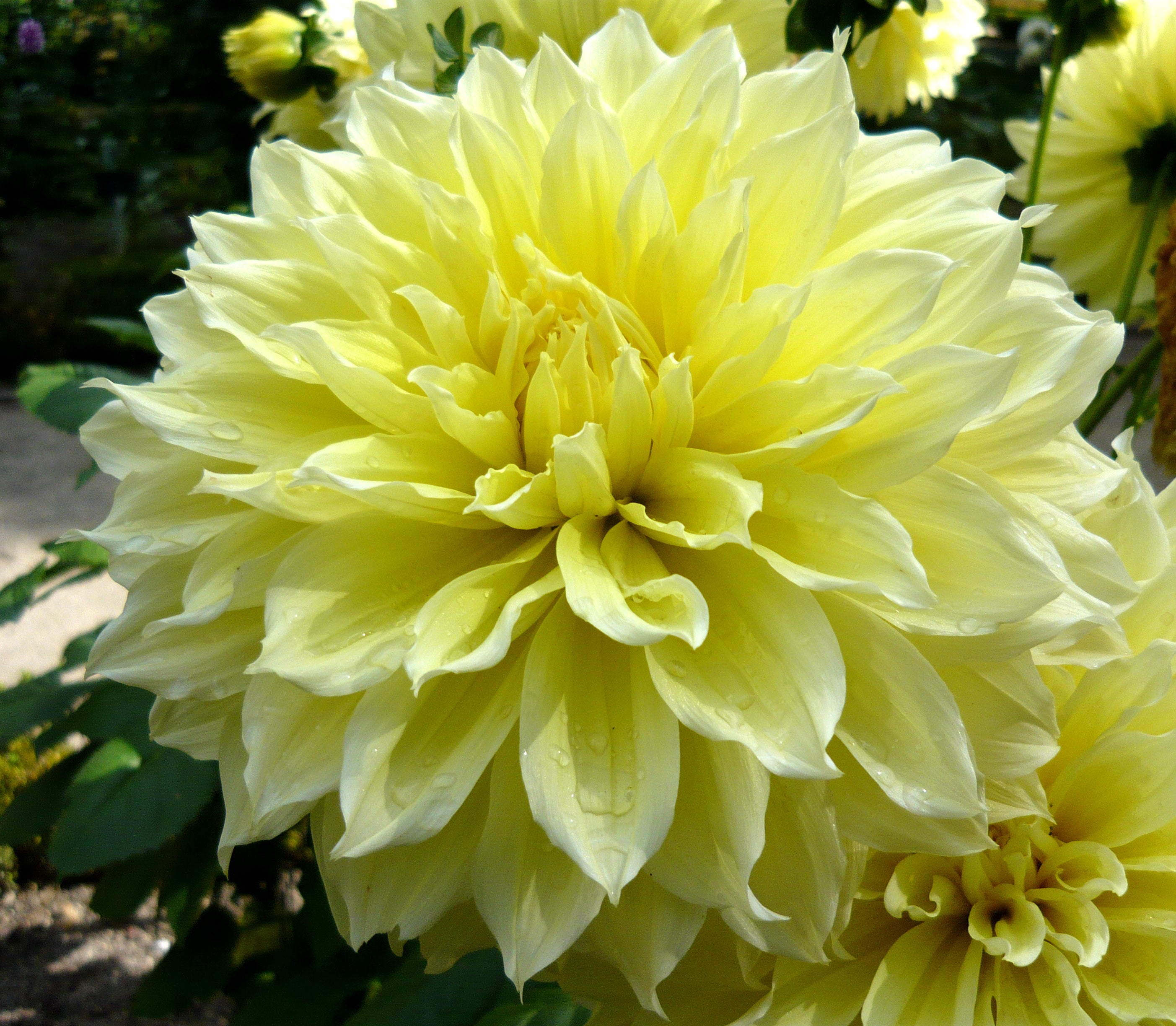 Dahlia 'Kelvin Floodlight' (D) Ballyrobert Gardens