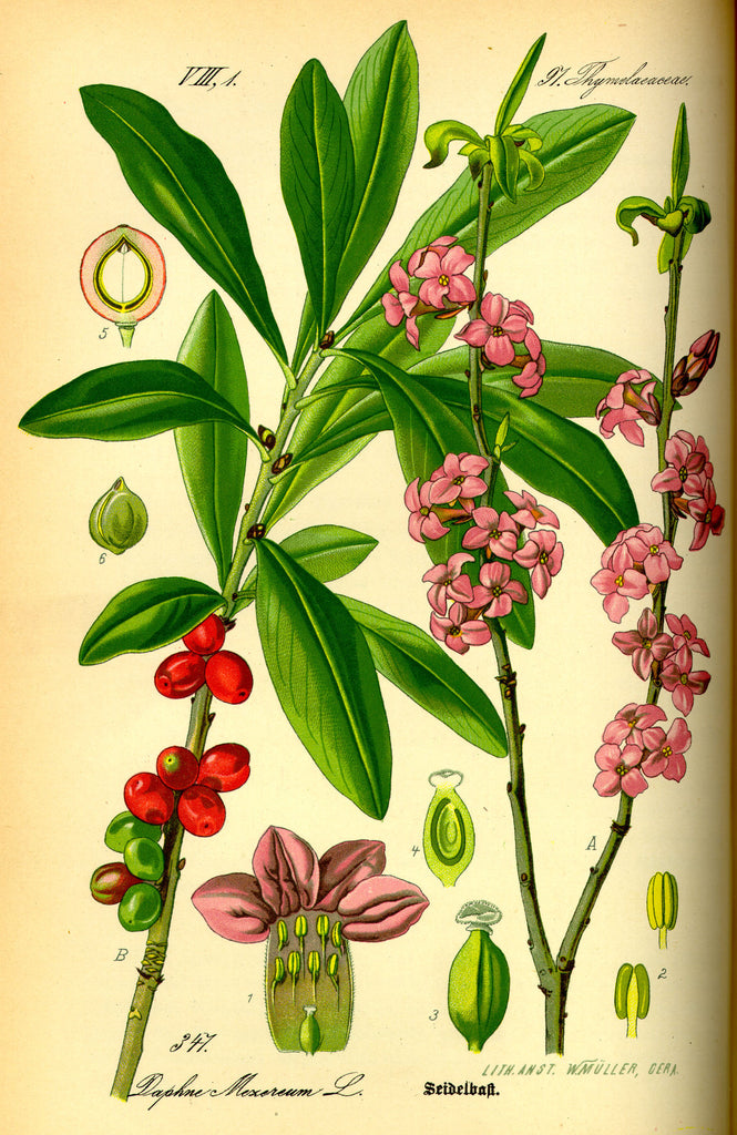 Daphne mezereum – Ballyrobert Gardens